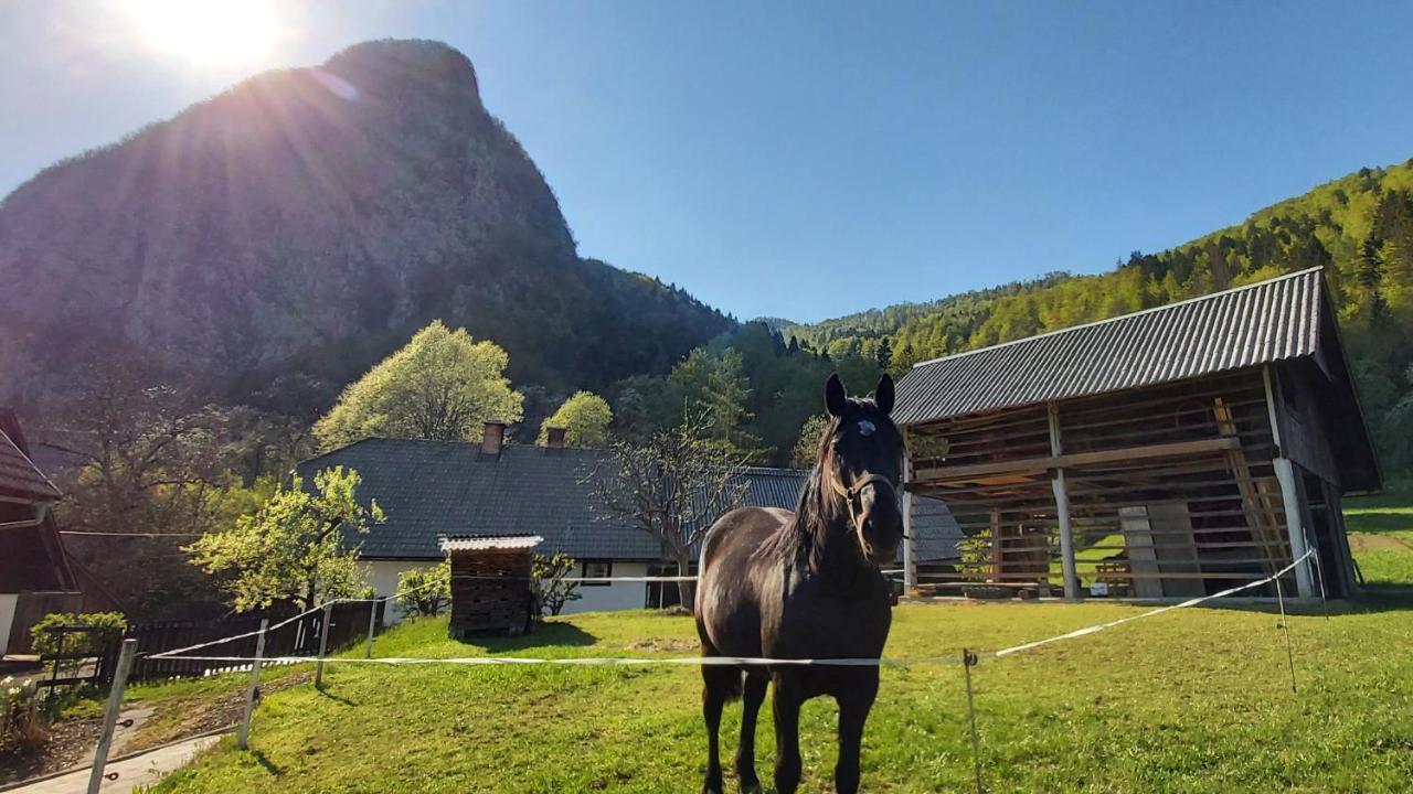 Apartmaji Pekovec Apartament Bohinj